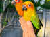 Hand reared sun conure for sale