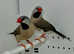 Beautiful Hecks Grass Finches for sale