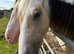 Handsome sweetheart of a colt.