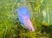 Home Bred Betta fish