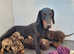 Unique hybrid dobermann puppies