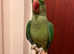 Stunning baby alexandrine parrot