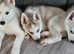 Puppies