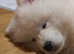 Male Samoyed pup for sale