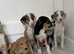Amazing Collie x Lurcher Puppies