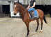 Stunning potential events/ show horse