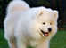 KC REGISTERED Samoyed Puppies white bear type