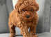 Red toy poodle  mum in only 2 kg
