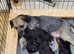 KC Border Terrier Puppies for sale