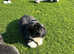 Pekingese puppies