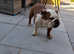 British bull dog bitch 5 years