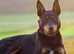 American hairless terriers puppies require a new home to shift