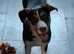 Beautiful Borador pup looking for her forever home