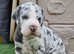 Stunning Pedigree home reared babies