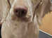 Clumber spaniel