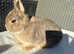 Very handsome Netherland dwarf buck looking for 5* pet home.
