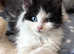 Beautiful blue eyes Maine coon TICA pet/active