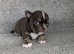 Chocolate smooth coat Chihuahua boy pup