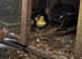 Mandarin ducklings