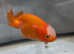 Fancy goldfish