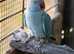 Beautifully feathered baby Blue Indian Ring neck Parrot