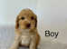 5 adorable cockapoo puppies