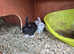 Baby rabbits for sale