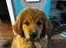 Female puppy