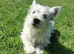 Stunning west highland terriers one boy left