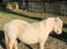 SPSBS registered mini Shetland fillies.