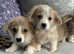 Kc registered Welsh Pembroke corgis