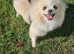 Tiny Pomeranian girl