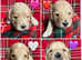 Champagne Australian Labradoodles
