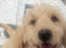Five Star Licensed Hobby Breeder