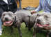 Male Blue Pedigree staffordshire bull terrier puppy available again