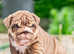 Kc reg English bulldog puppies.