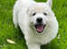 Stunning pure white KC long haired GSD  polar bear puppies