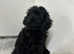 Toy cockapoo puppy ready now