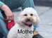 Expecting F1 small Maltipoo puppies