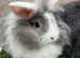 2 beautiful mini lion lops