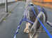 Hermits Bambi 13.2hh Blue Blagdon Mare