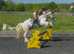 14.2 blue and white ride and drive cob gelding