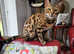 Female bengal  pure breed