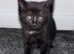 Male black and white kitten