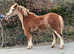 Chestnut roan mare