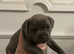 *** KC BLUE STAFFORDSHIRE BULL TERRIER PUPPIES ***