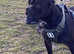 (2 stunning solid black girls left) KC registered Skythor puppies