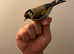 GOLDFINCH COCK