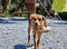 Cute and adorable Figgy needs forever home