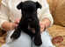 BEAUTIFUL BLACK MINIATURE SCHNAUZER PUPPIES KC REG
